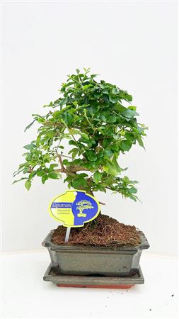 Bonsai Ligustrum Sinensis, 15cm., Shape, With Drip