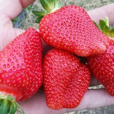 Земляника садовая Роксана