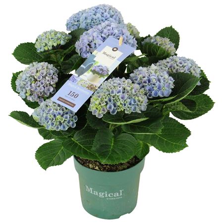 Hydrangea Ma Magical Revolution Blue 9+