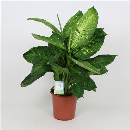 Dieffenbachia Living Fantasy