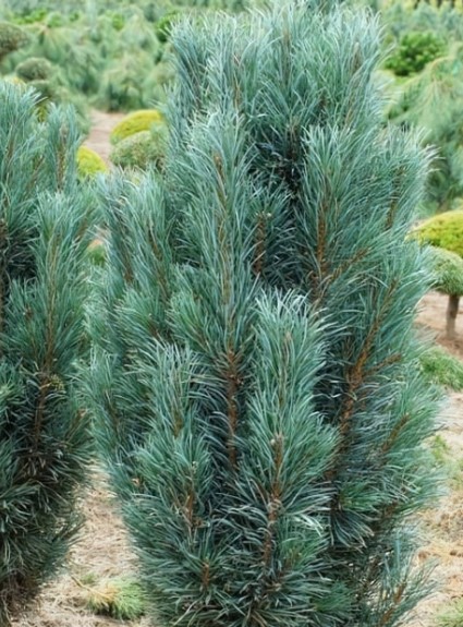 Сосна обыкновенная Фастигиата