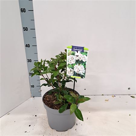 Kalmia Lat Zebulon