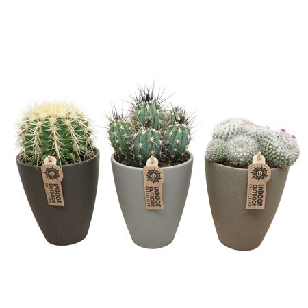 Cactus Mix Stone Vase