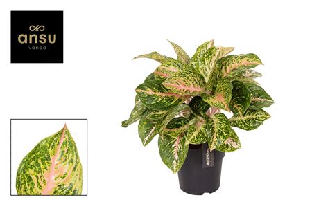 Aglaonema Forest Pink