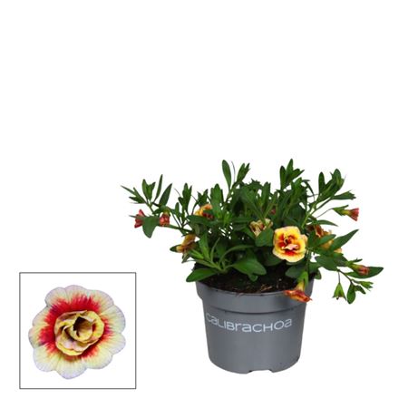 Calibrachoa Orange Tastic (decorum)