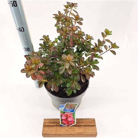 Rhododendron (aj) Flash Dance Salmon