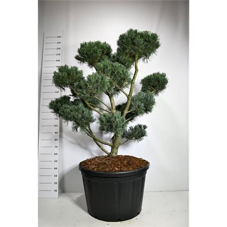 Pinus Parv Glauca