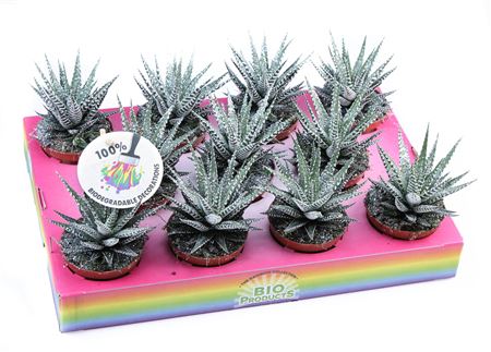 Big Band + Bioglitter