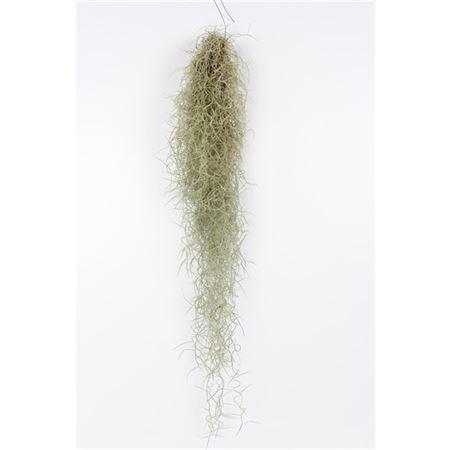 Tillandsia 50