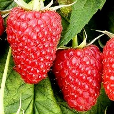 Малина садовая Полка