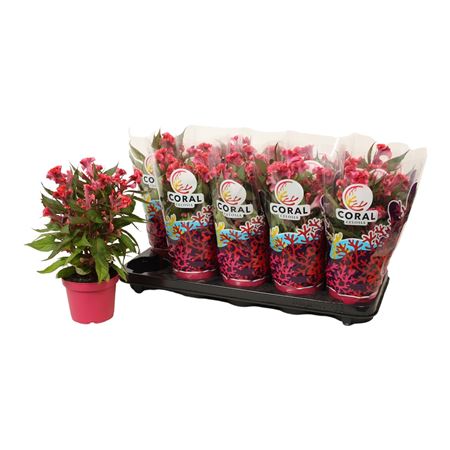 Celosia Hot Topic Pink