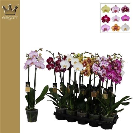Phal 2st Mix 14+ (bernhard)