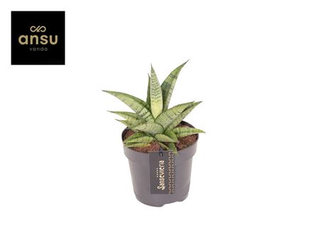 Sansevieria Star Mini Marble No. 2