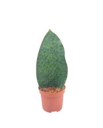 Sansevieria Whale Fin 12