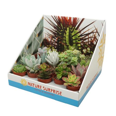 Succulent Mix Presentation Box