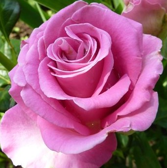 Роза чайно-гибридная Аква