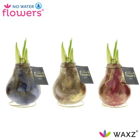 Hipp Wax Univerz Jupiter Mix
