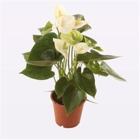 Anth An Table White 4+