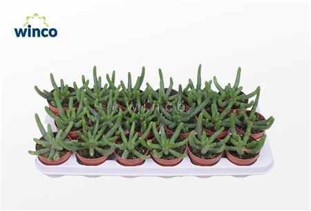 Euphorbia Inermis