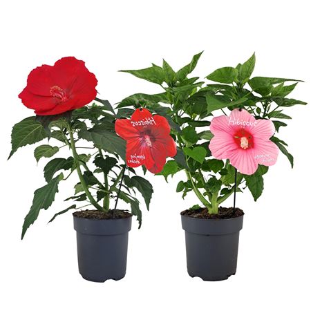 Hibiscus Extreme Mix