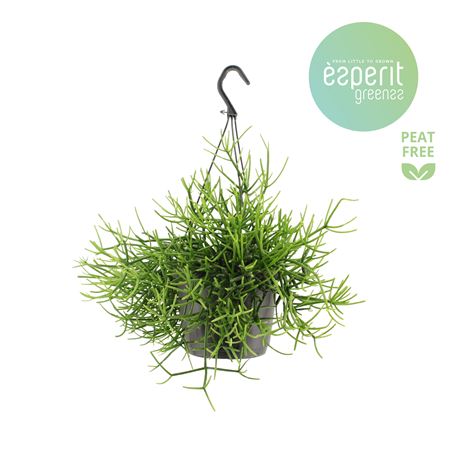 Rhipsalis Heteroclada Hangpot
