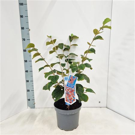 Hamamelis Int Feuerzauber