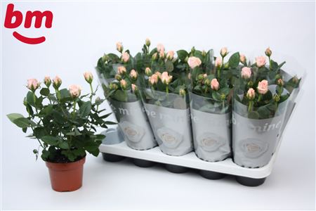 Rosa Light Pink (bm)