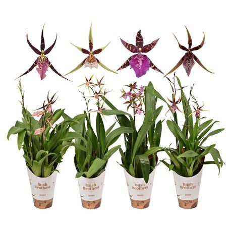 Brassia 2st Mix