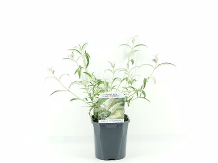 Buddleja Dav White Profusion