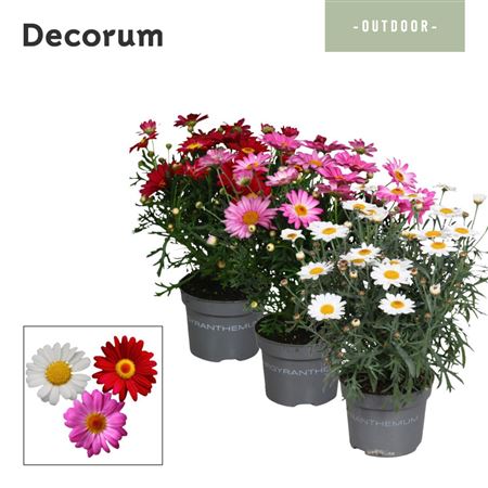 Argyranthemum Mix (decorum)