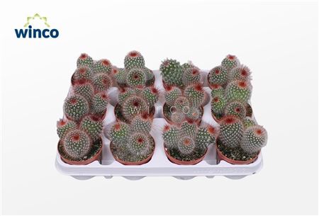 Mammillaria Spinosisima Group
