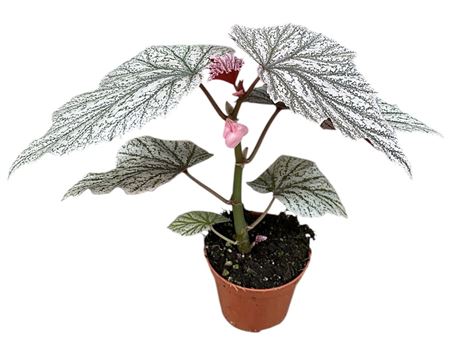 Begonia Pink Mix