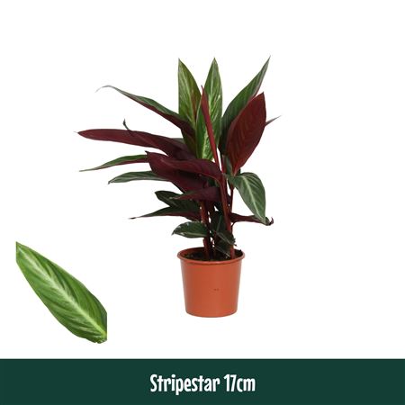 Calathea Stripestar Living
