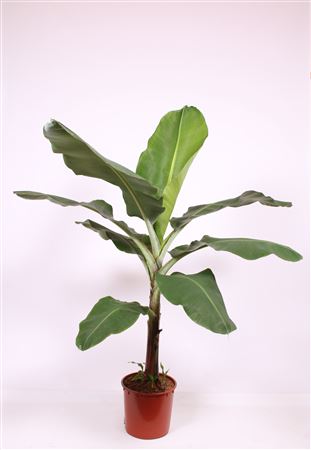 Musa Dwarf Cavendish