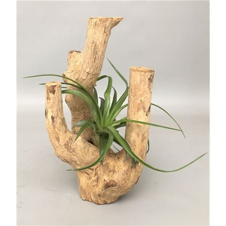 Koffiehout Met 1 Tillandsia