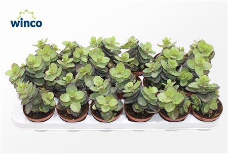 Kalanchoe Thailandi