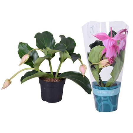 Medinilla Magnifica Pinatubo 3+