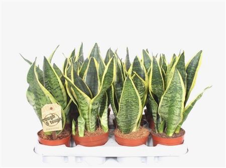 Sansevieria Superba 3pp