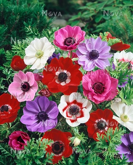 Анемона Де Каен