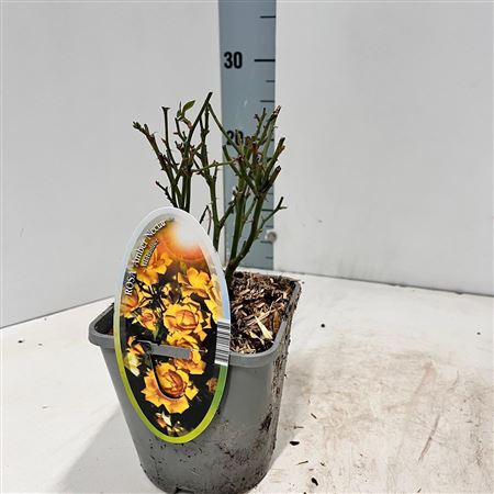 Rosa Patio Amber Nectar