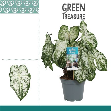Caladium Snow Flurry