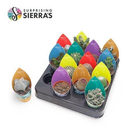 Cactus Mix (14spc.) (sierra)