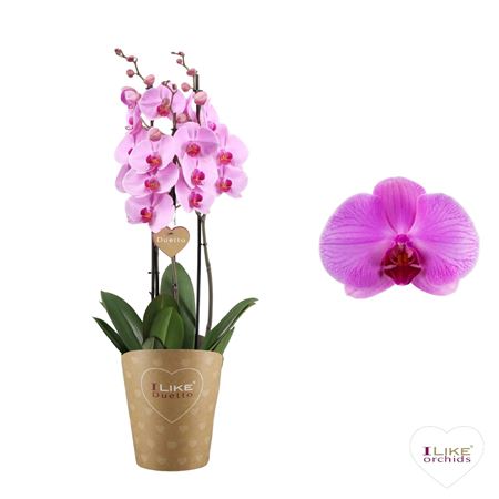 Phal 3st Duetto Orlando 30+ (levo)