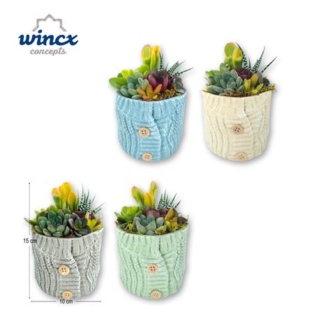 Concepts® - Sweaty Succulents