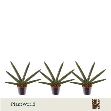 Sansevieria Skyline
