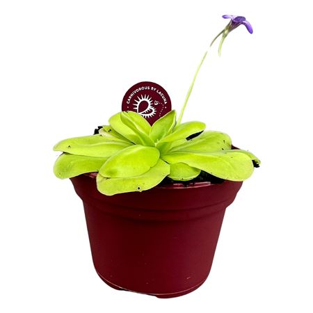 Pinguicula