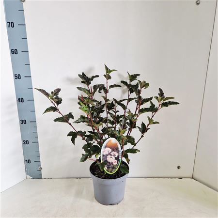Physocarpus Op Red Baron