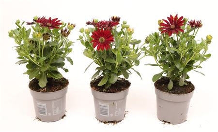 Osteospermum Dark Red