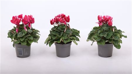 Cyclamen Fantasia Magenta Fonce