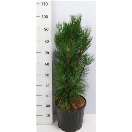 Pinus Nigra Pyramidalis